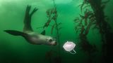 Seelöwe spielt mit Maske