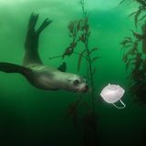 Seelöwe spielt mit Maske