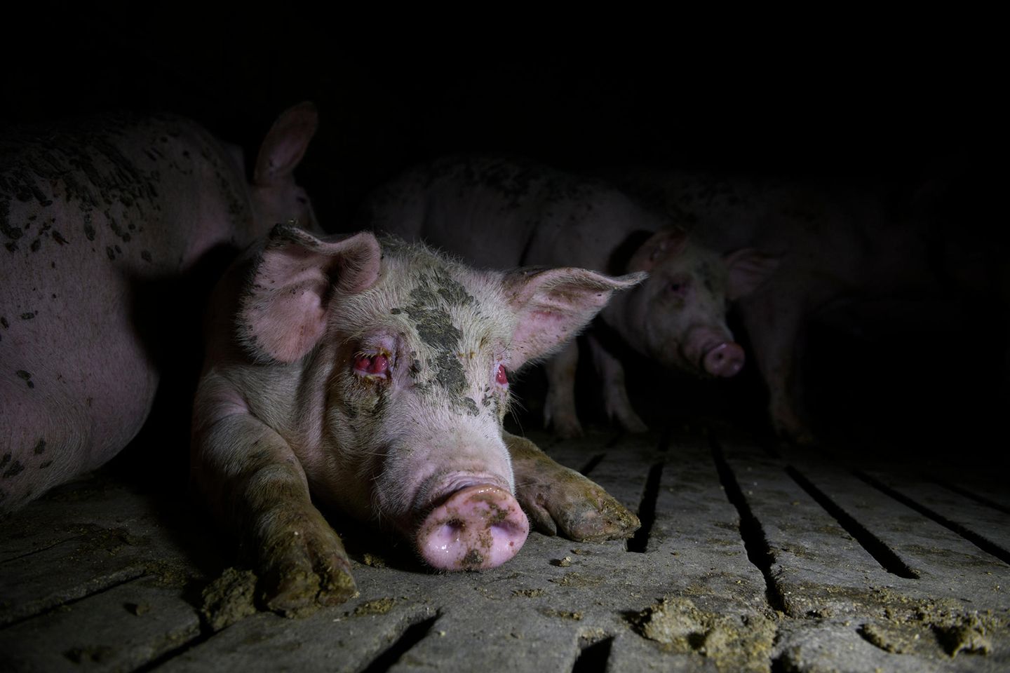 Schwein liegt in einem Stall