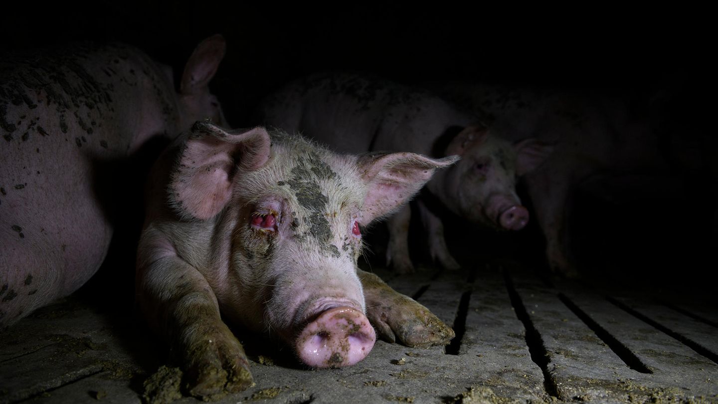 Schwein liegt in einem Stall