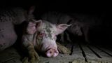 Schwein liegt in einem Stall
