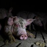 Schwein liegt in einem Stall