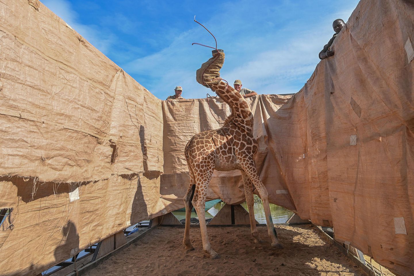 Rettung der Giraffe Eine Giraffe hat dei Augen verbunden