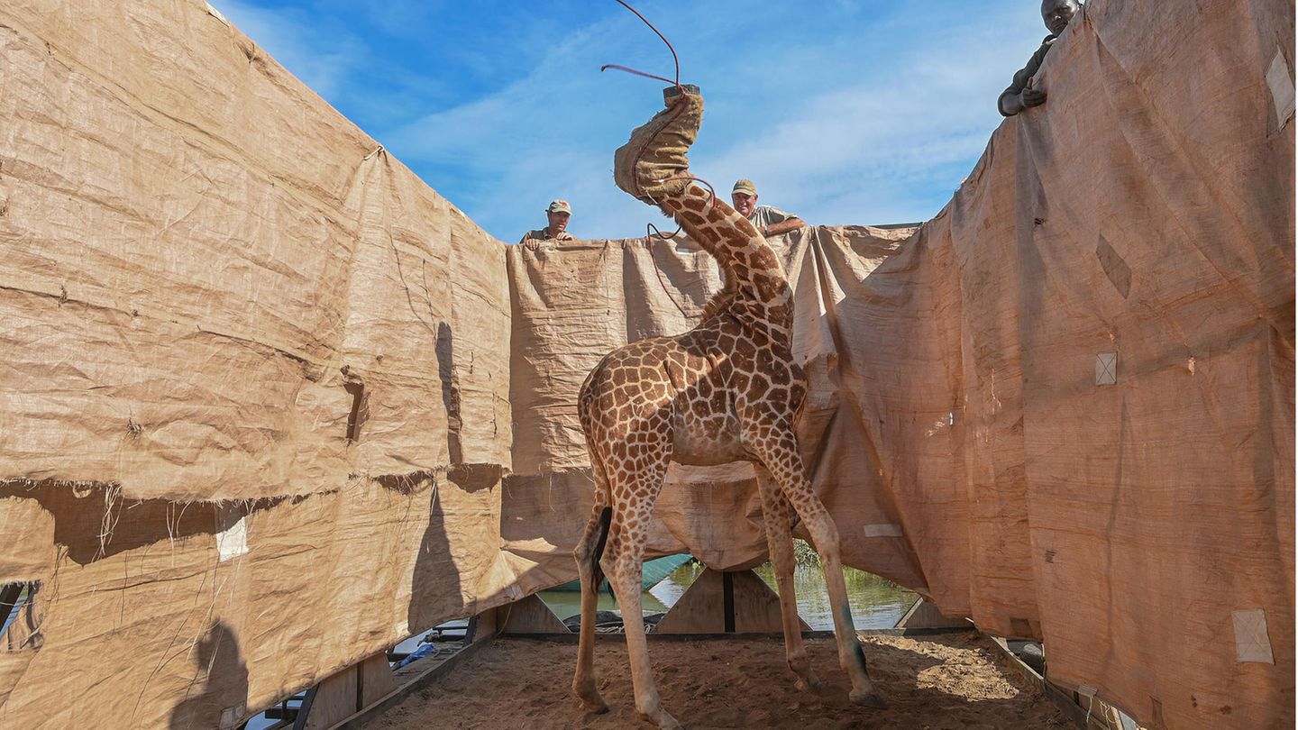 Eine Giraffe hat dei Augen verbunden
