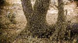 Heuschrecken befallen einen Baum und den ganzen Boden