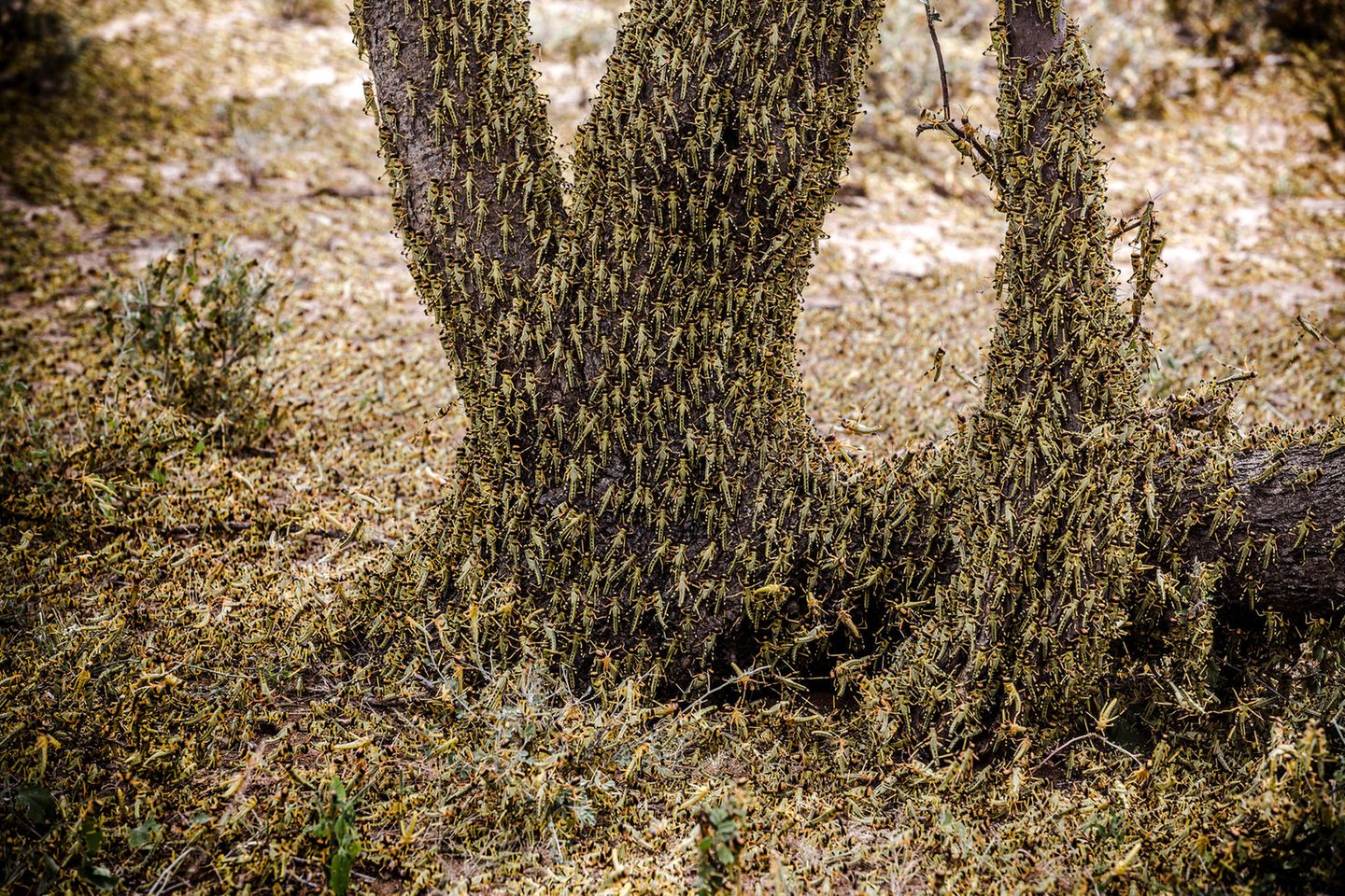 Heuschrecken-Plage Heuschrecken befallen einen Baum und den ganzen Boden