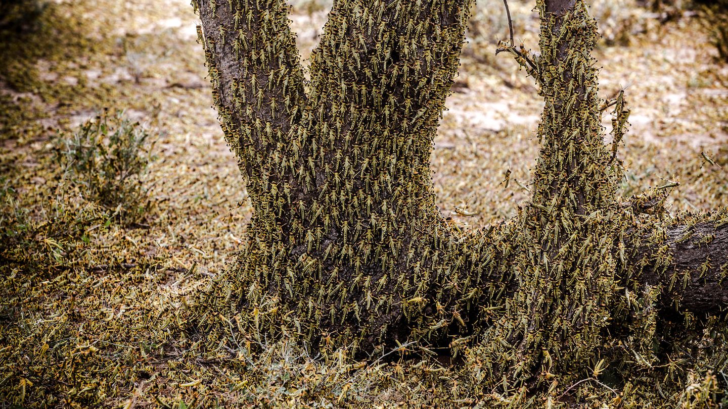 Heuschrecken befallen einen Baum und den ganzen Boden