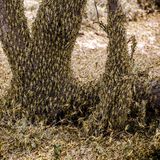 Heuschrecken befallen einen Baum und den ganzen Boden