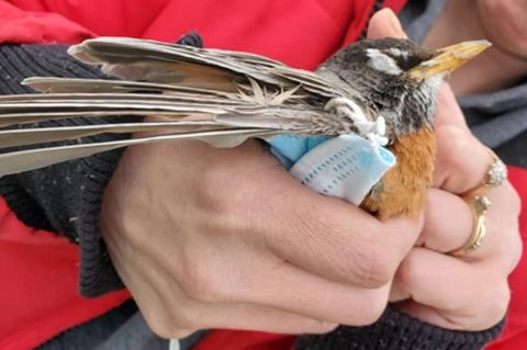 Das erste dokumentierte Opfer der Corona-Plastikflut: eine Wanderdrossel (Turdus migratorius)