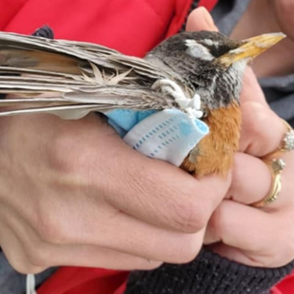 Das erste dokumentierte Opfer der Corona-Plastikflut: eine Wanderdrossel (Turdus migratorius)