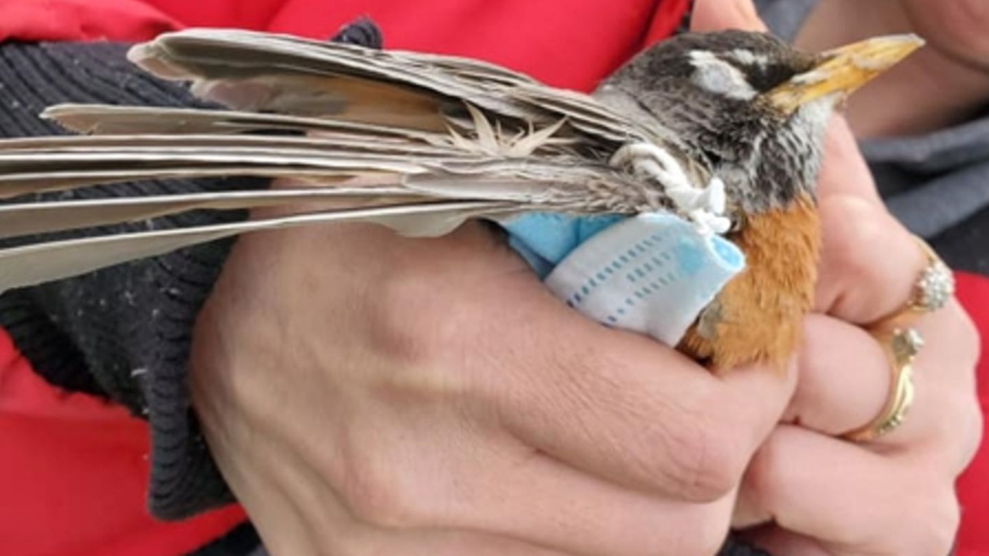Das erste dokumentierte Opfer der Corona-Plastikflut: eine Wanderdrossel (Turdus migratorius)