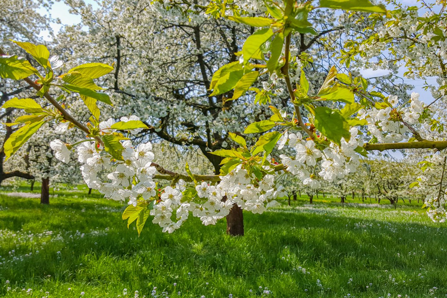 Fränkische Schweiz Weiß blühende Kirschbäume in der Fränkischen Schweiz