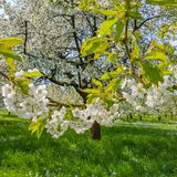 Weiß blühende Kirschbäume in der Fränkischen Schweiz