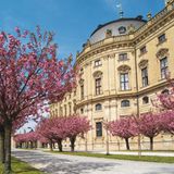 Kirschbäume vor der Residenz in Würzburg