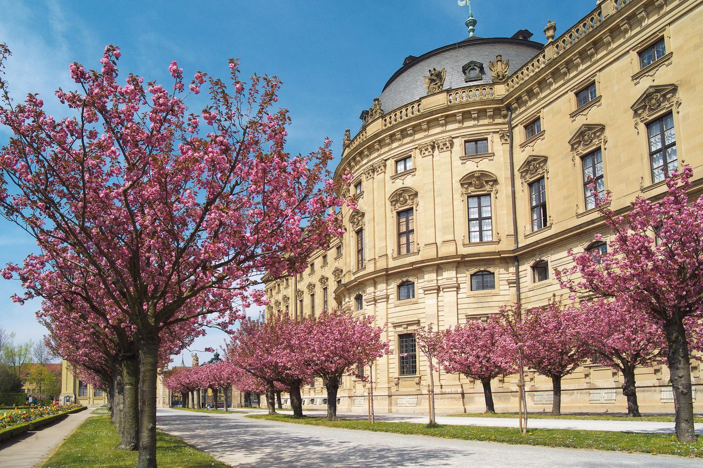 Hofgarten in Würzburg Kirschbäume vor der Residenz in Würzburg