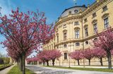 Kirschbäume vor der Residenz in Würzburg