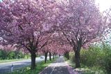Kirschbäume auf dem Holzweg in Magdeburg