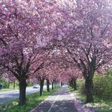 Kirschbäume auf dem Holzweg in Magdeburg