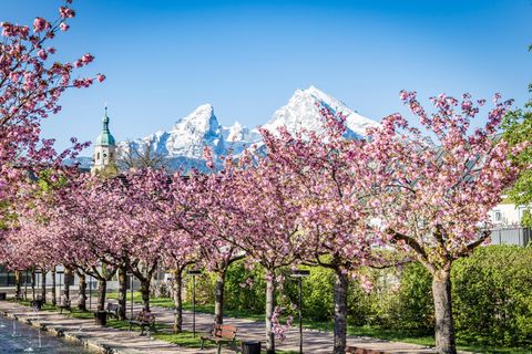 Kirschbäume im Kurgarten Berchtesgardener Land