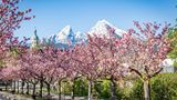 Kirschbäume im Kurgarten Berchtesgardener Land