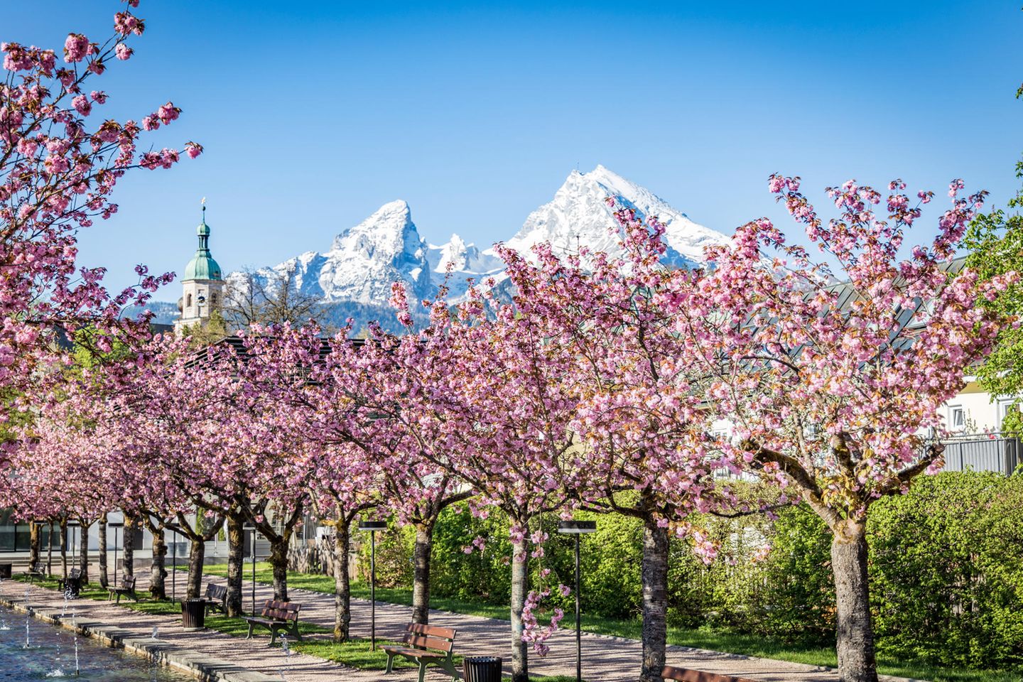 Kirschbäume im Kurgarten Berchtesgardener Land
