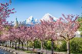 Kirschbäume im Kurgarten Berchtesgardener Land