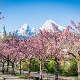 Kirschbäume im Kurgarten Berchtesgardener Land