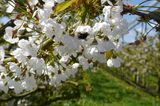 Hummel sitzt an Kirschblüte im Alten Land