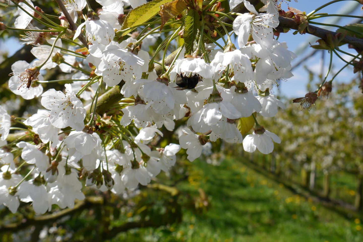 Altes Land Hummel sitzt an Kirschblüte im Alten Land