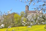 Kirschbäume blühen in Witzenhausen