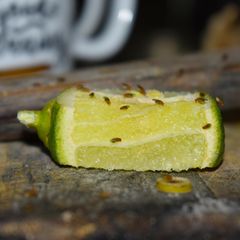 Fruchtfliegen sitzen auf einer aufgeschnittenen Zitrusfrucht