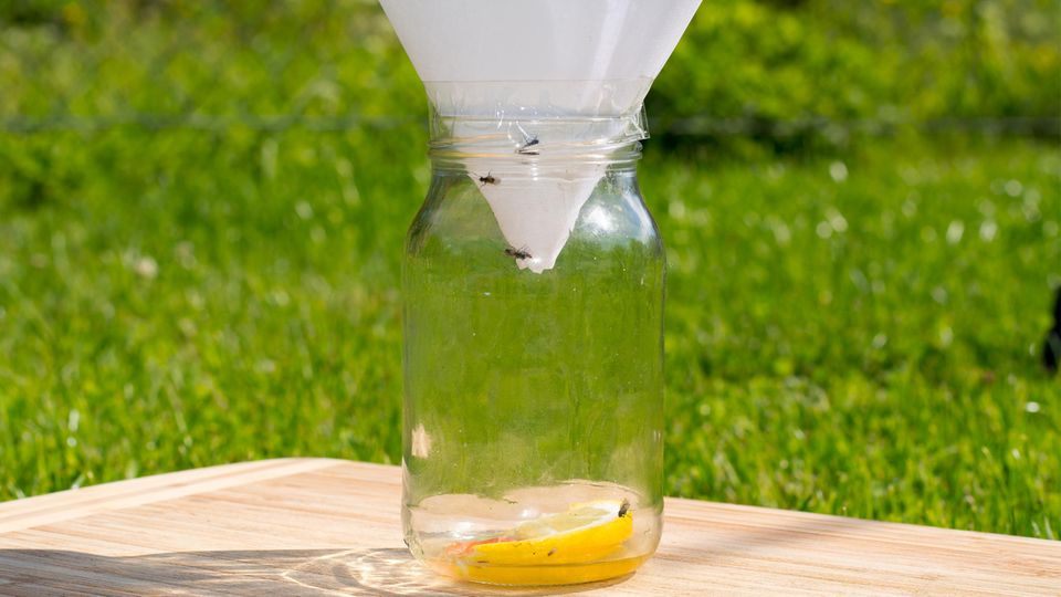Fruchtfliegenfalle im Glas mit Wasser, Zucker und Zitrone