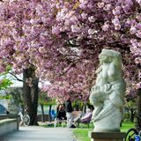 Kirschbaum am Canaletto Ufer in Dresden