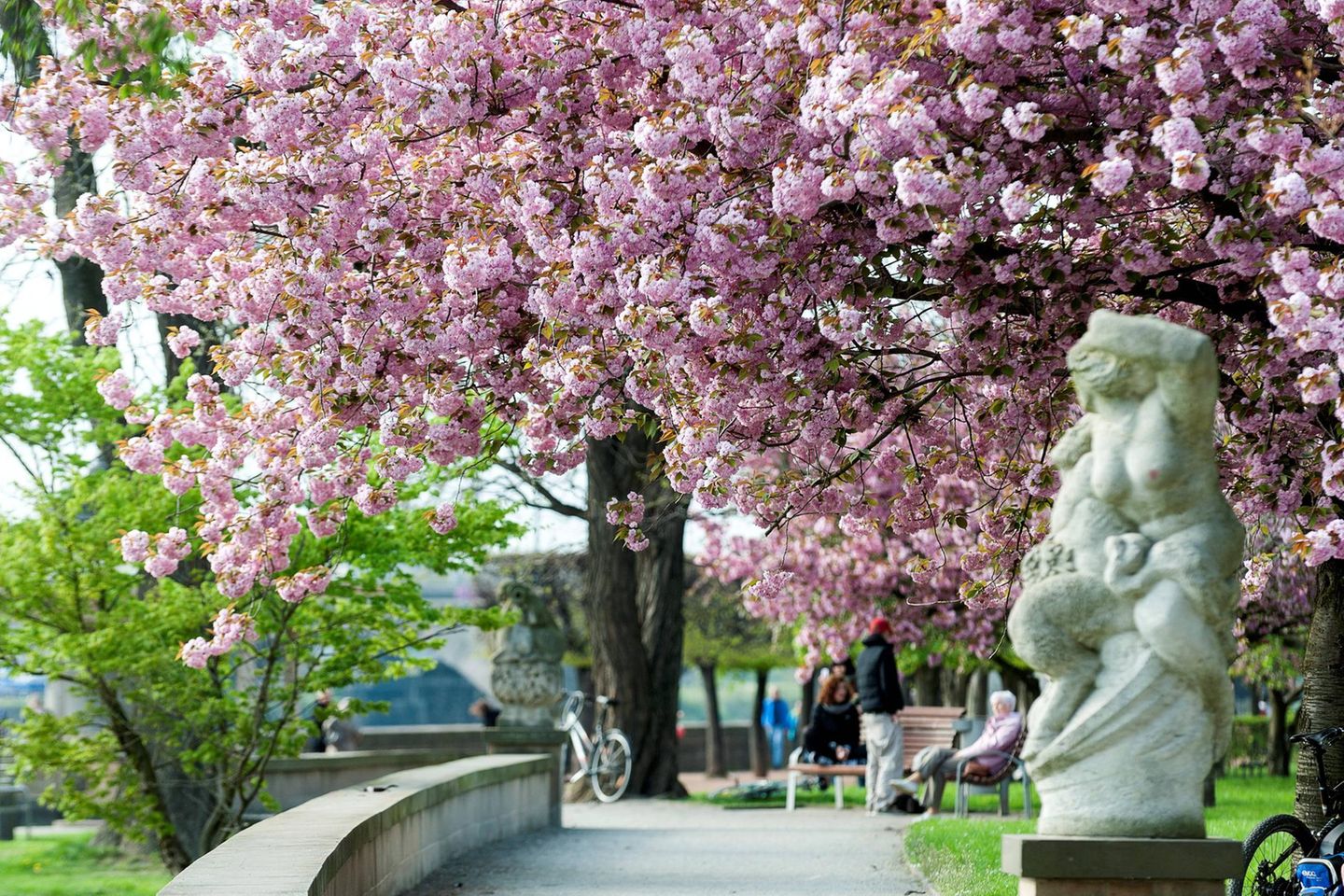 Dresden Kirschbaum am Canaletto Ufer in Dresden