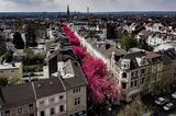Kirschblüte in Bonn auf der Heerstraße