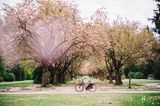 Kirschblüte im Altonaer Volkspark