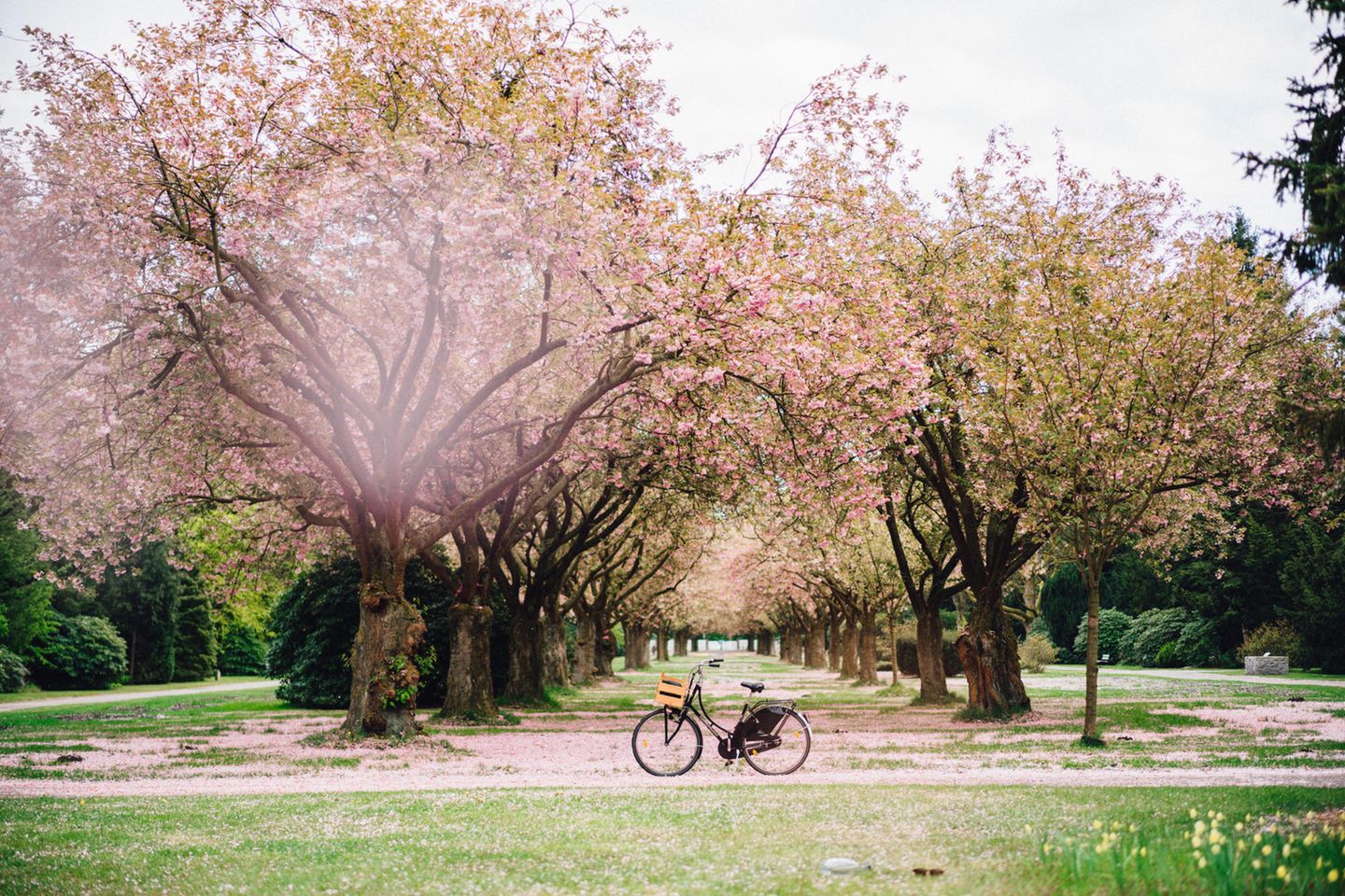 Hamburg Kirschblüte im Altonaer Volkspark
