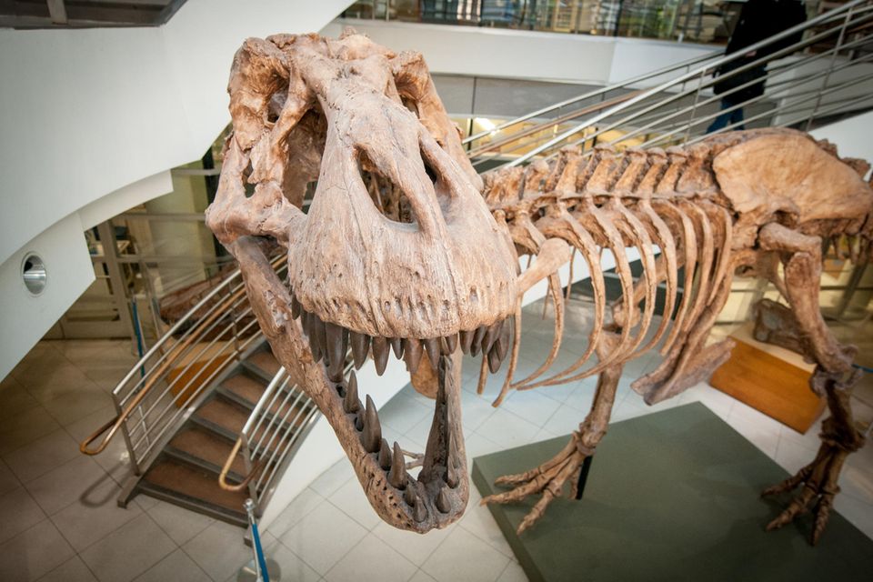 Abguss eines T-Rex-Skeletts, das im UC Museum of Paleontology an der University of California in Berkeley ausgestellt ist