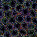 Maus-Hodenabschnitt von Derek Sung