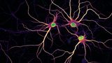 Kultivierte Neuronen von Nadia Efimova