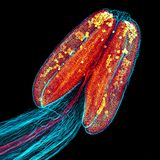 Sand-Schaumkresse von Jan Martinek