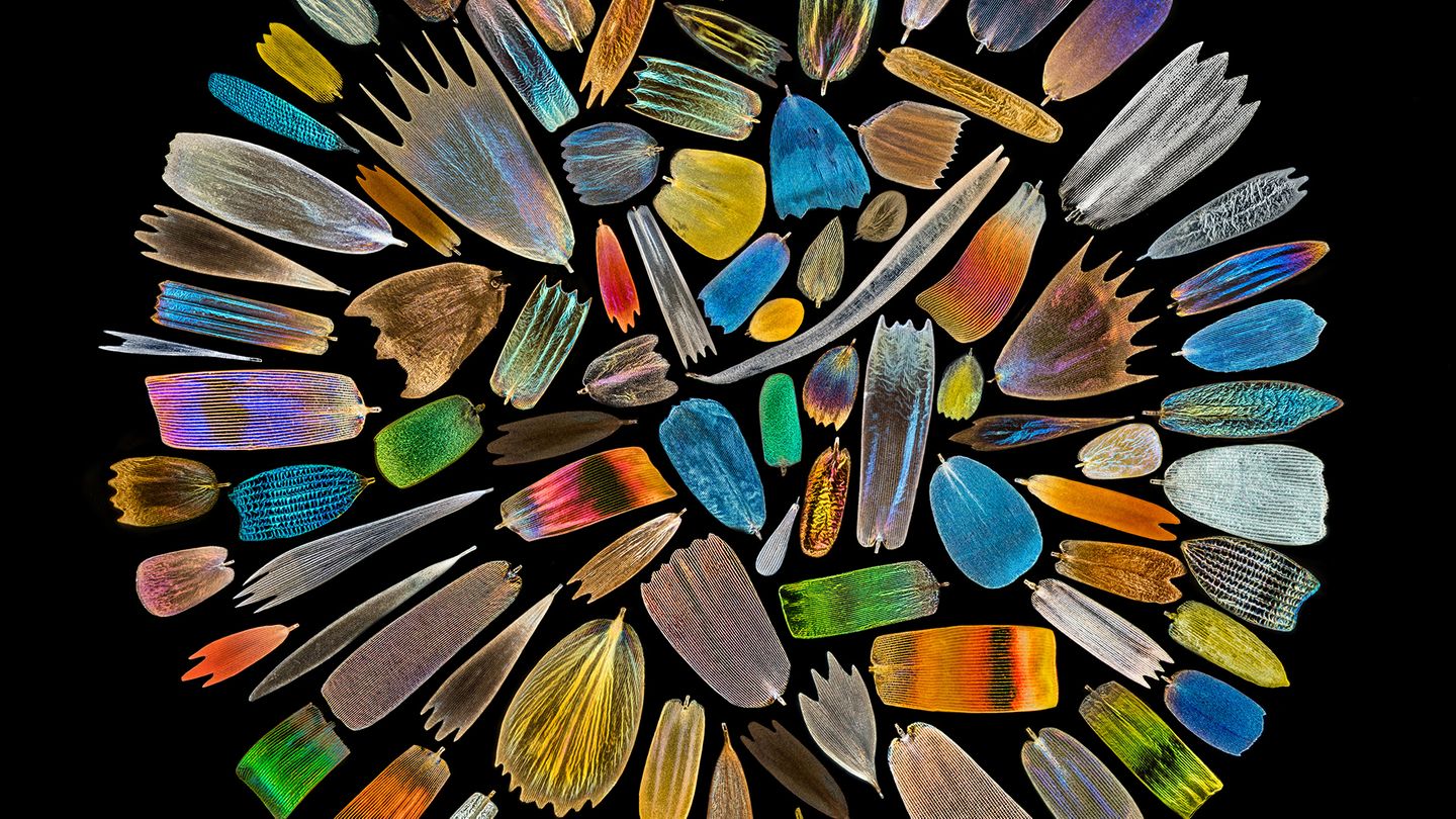 Schmetterlingsflügel von XinPei Zhang