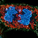 Embryonale Niere von Sayantan Datta