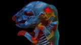 Rattenembryo von Werner Zuschratter