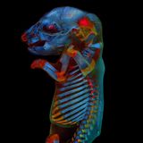 Rattenembryo von Werner Zuschratter