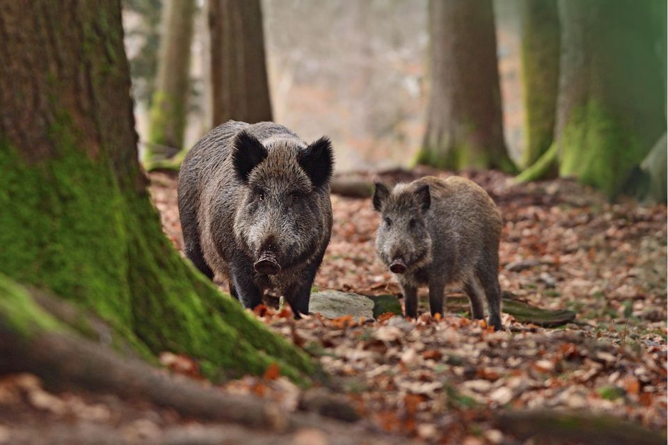 Wildschweine stehen im Wald