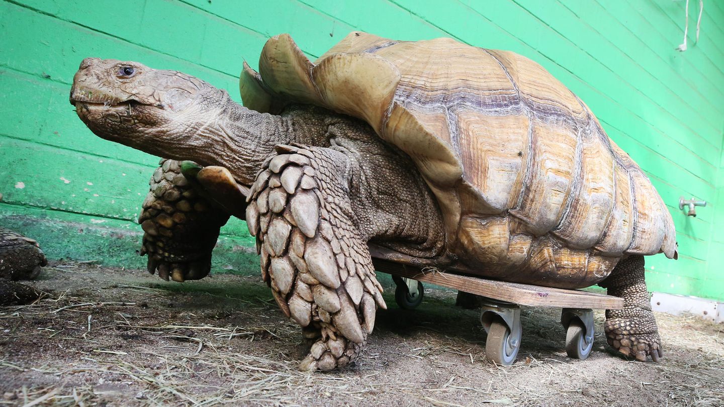 Das rund 100 Kilogramm schwere Schildkrötenmännchen Helmuth bewegt sich auf seinem Rollbrett durch das Gehege. Helmuth hat Probleme mit seiner Schulter, die ihm das Laufen schwer machen - durch das Rollbrett kann sich das schwere Tier wesentlich leichter bewegen