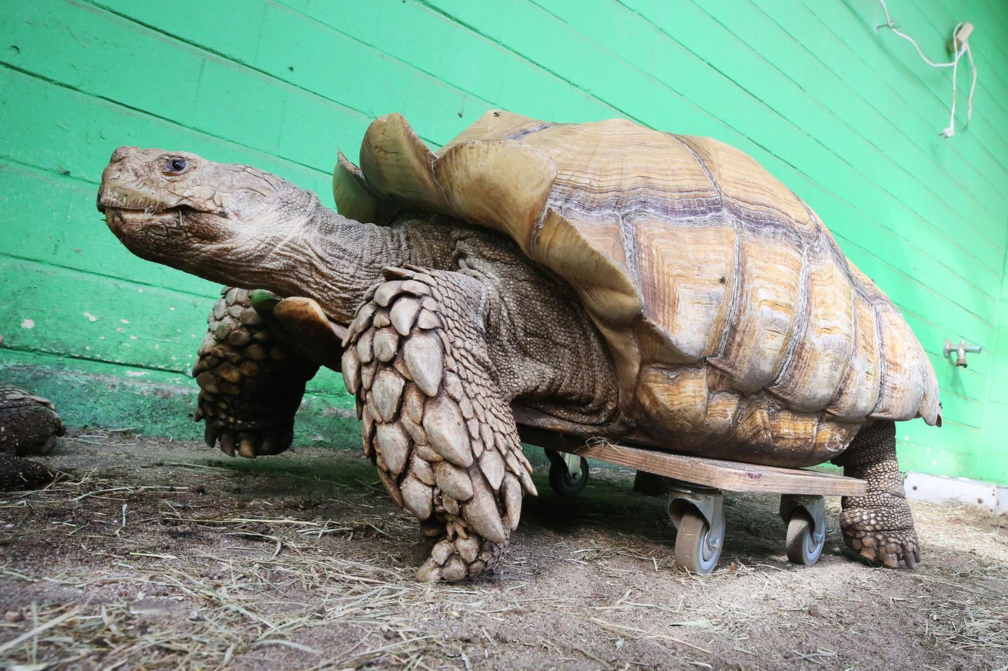 Das rund 100 Kilogramm schwere Schildkrötenmännchen Helmuth bewegt sich auf seinem Rollbrett durch das Gehege. Helmuth hat Probleme mit seiner Schulter, die ihm das Laufen schwer machen - durch das Rollbrett kann sich das schwere Tier wesentlich leichter bewegen