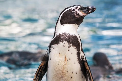 Humboldt-Pinguin mit Meer im Hintergrund