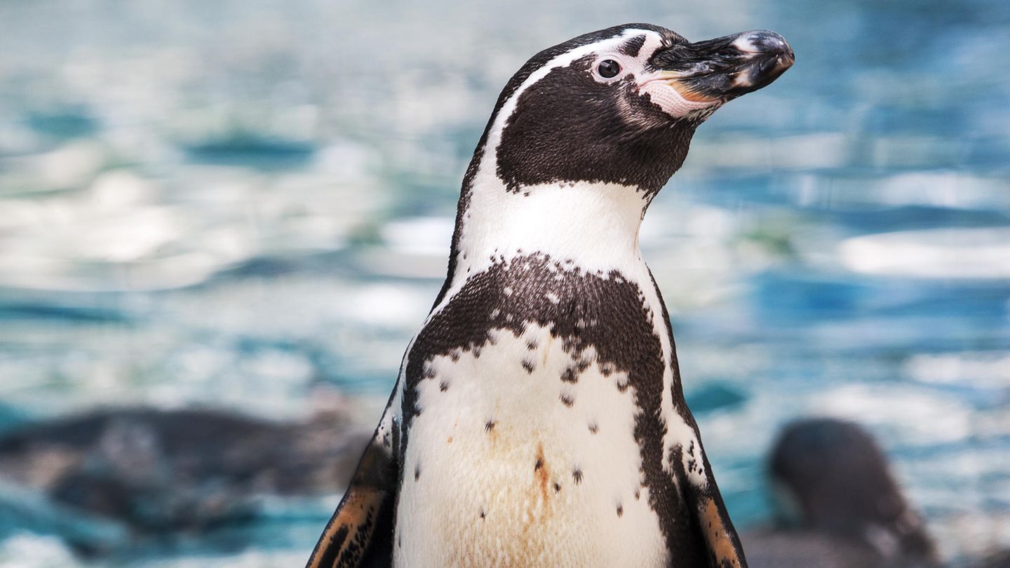 Humboldt-Pinguin mit Meer im Hintergrund